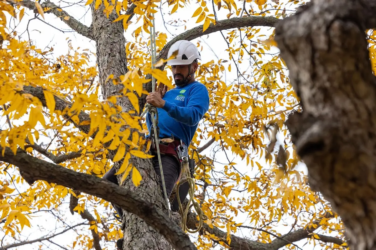 Skilled Storm Damage Cleanup crew working in Kittredge